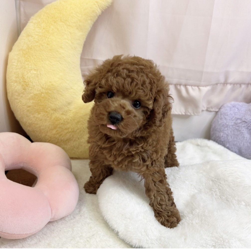 静岡県のトイプードル(トイ) (犬の家＆猫の里マークイズ静岡店/2026年6月29日生まれ/女の子/レッド)の子犬の1枚目の画像