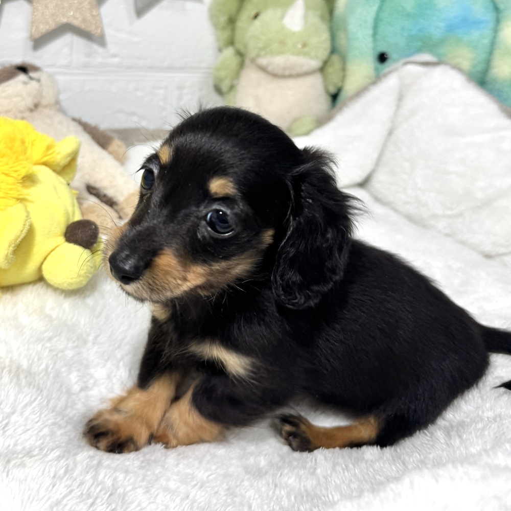 兵庫県のカニンヘンダックスフンド(ロング) (犬の家＆猫の里ニッケパークタウン加古川店/2026年1月18日生まれ/女の子/ブラックタン)の子犬の2枚目の画像