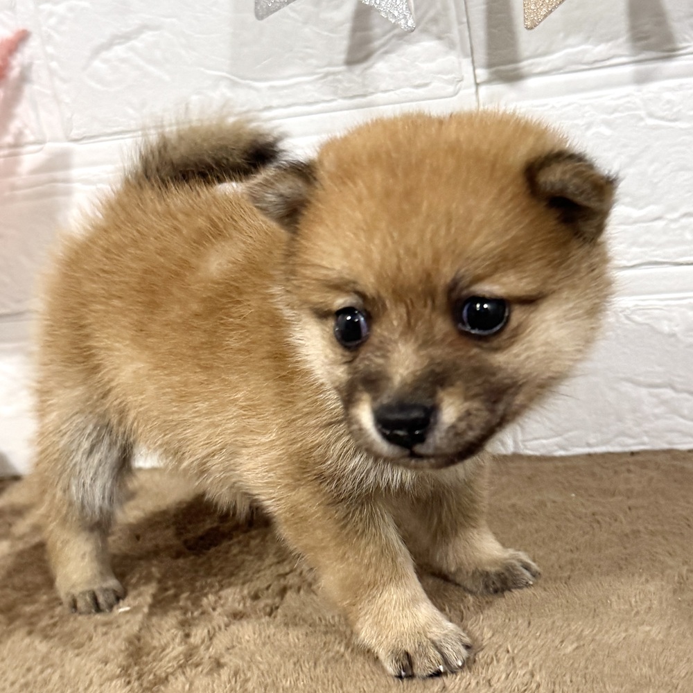 兵庫県のポメ柴/豆ポメ/ポメ豆柴(ポメラニアン×柴犬) (犬の家＆猫の里ニッケパークタウン加古川店/2025年7月5日生まれ/女の子/オレンジ)の子犬の2枚目の画像