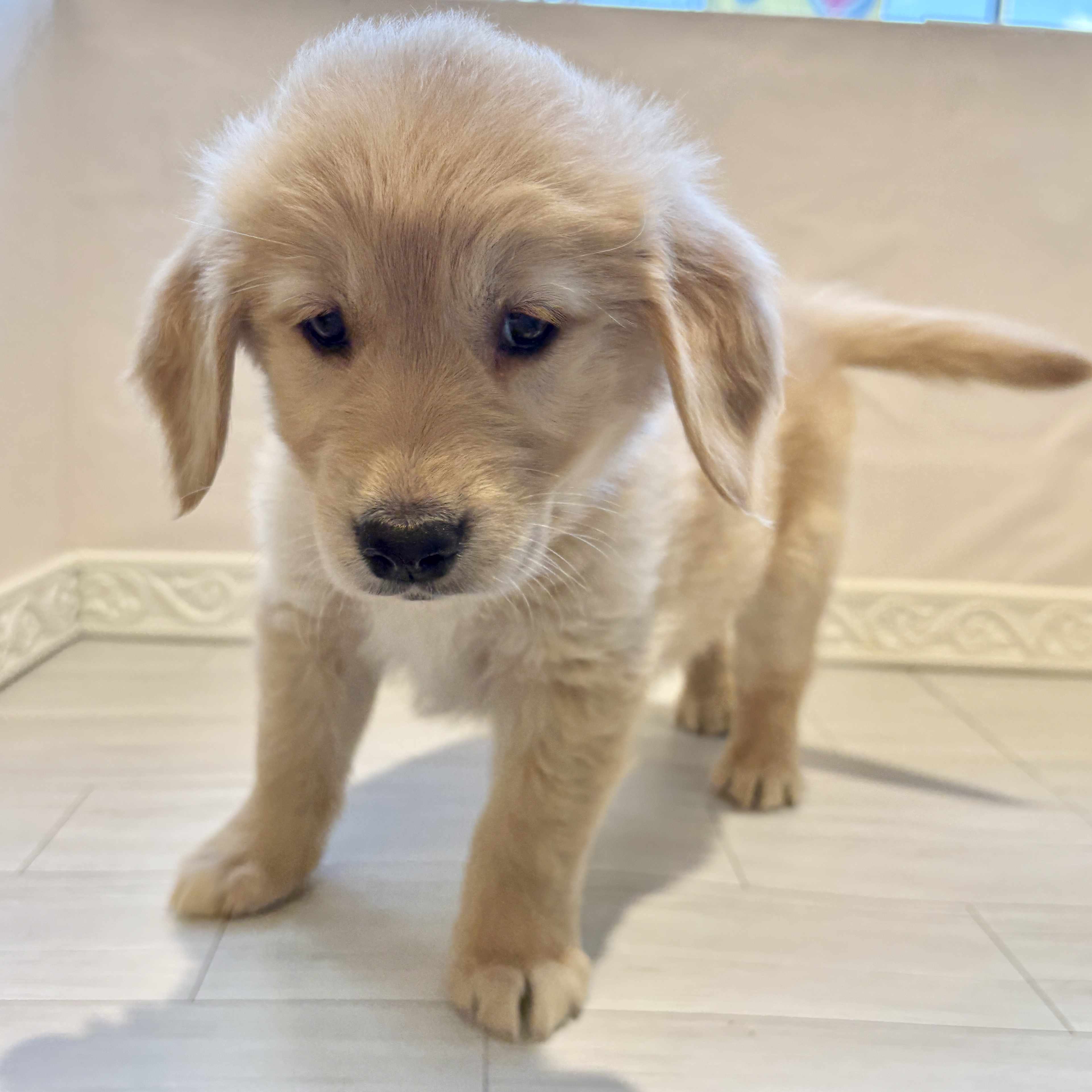 ゴールデンレトリバー女の子の写真