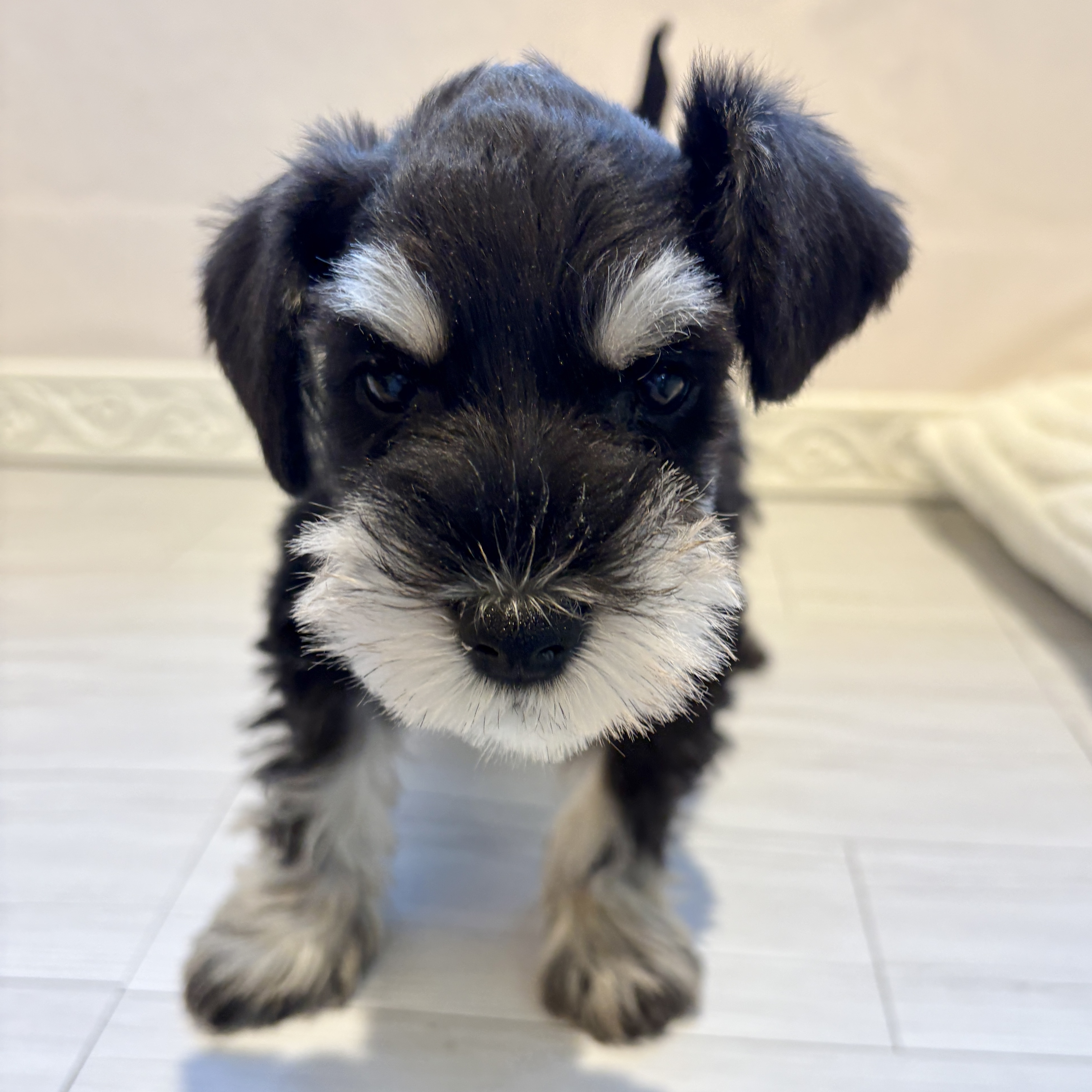 ミニチュアシュナウザー女の子の写真