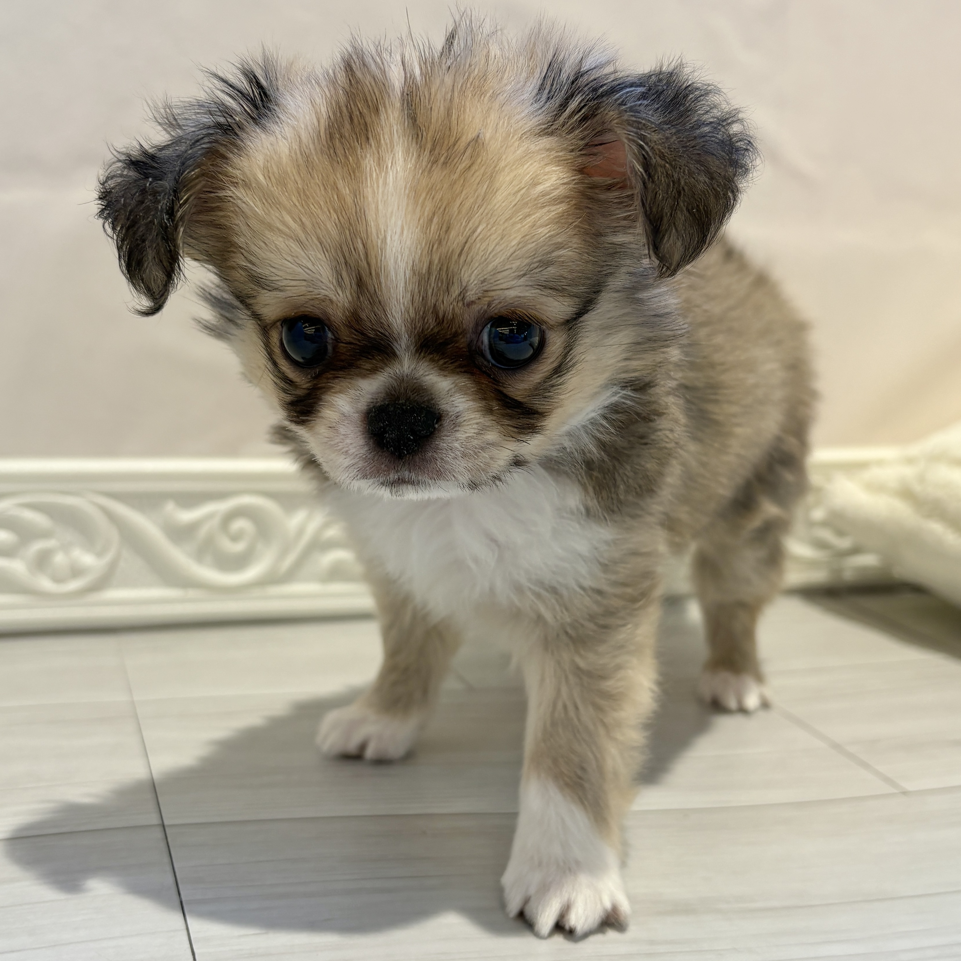 チワワ（ロング）男の子の写真