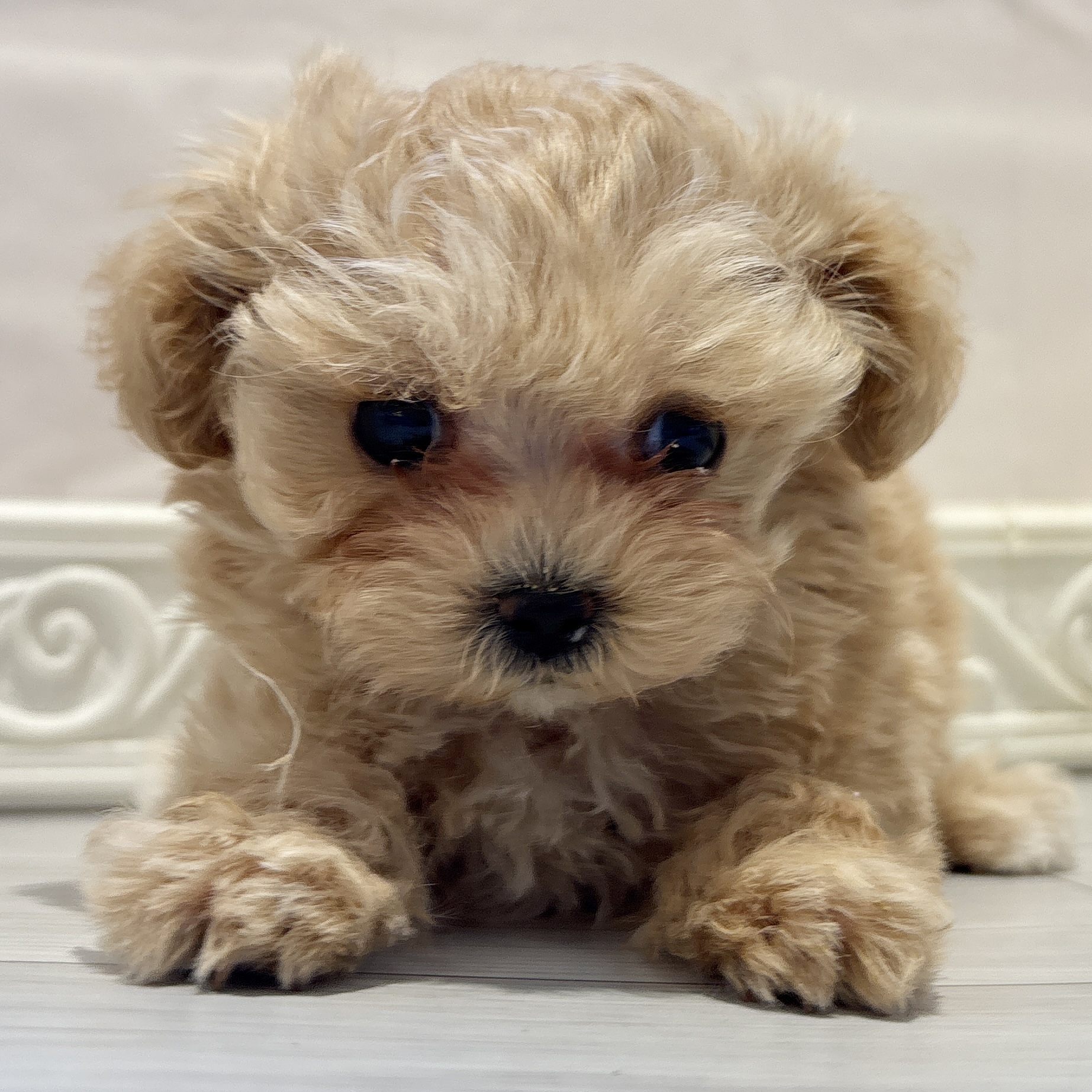 ハーフ犬女の子の写真