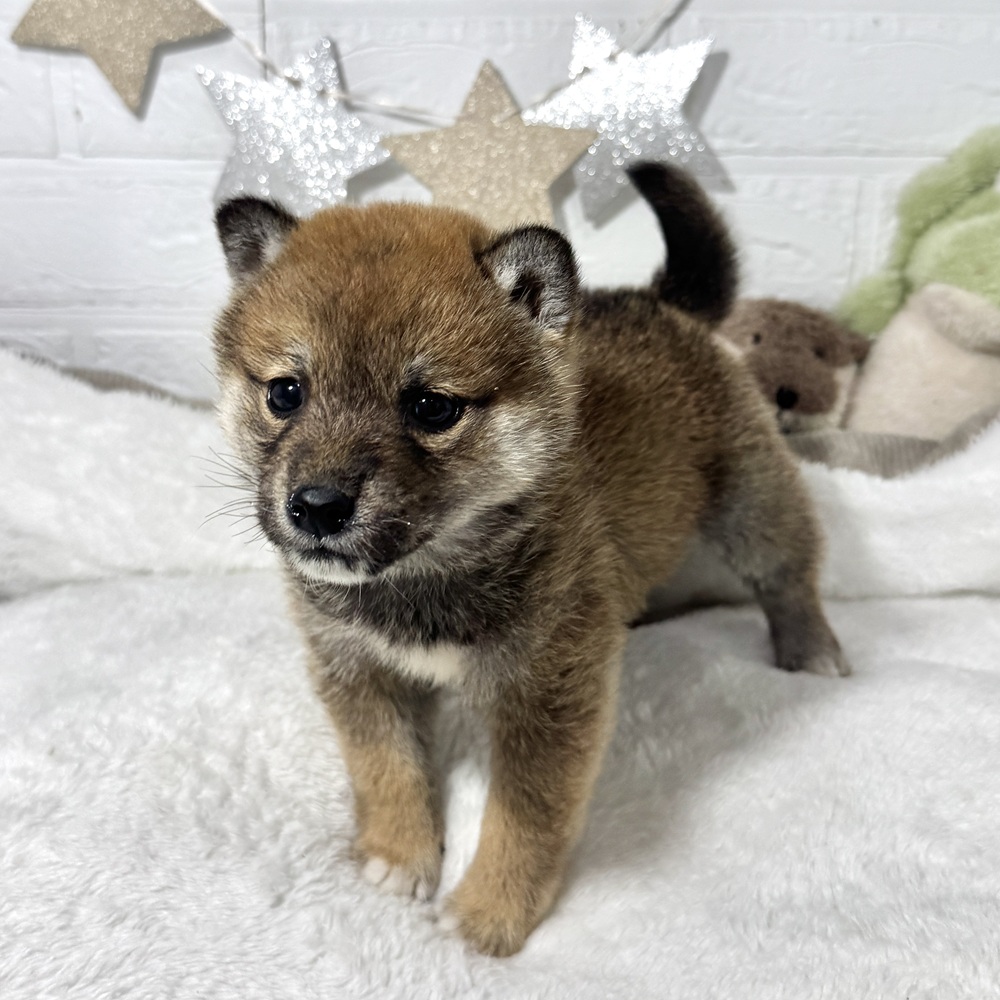 兵庫県の柴犬(標準サイズ) (犬の家＆猫の里ニッケパークタウン加古川店/2026年1月28日生まれ/女の子/赤)の子犬の2枚目の画像