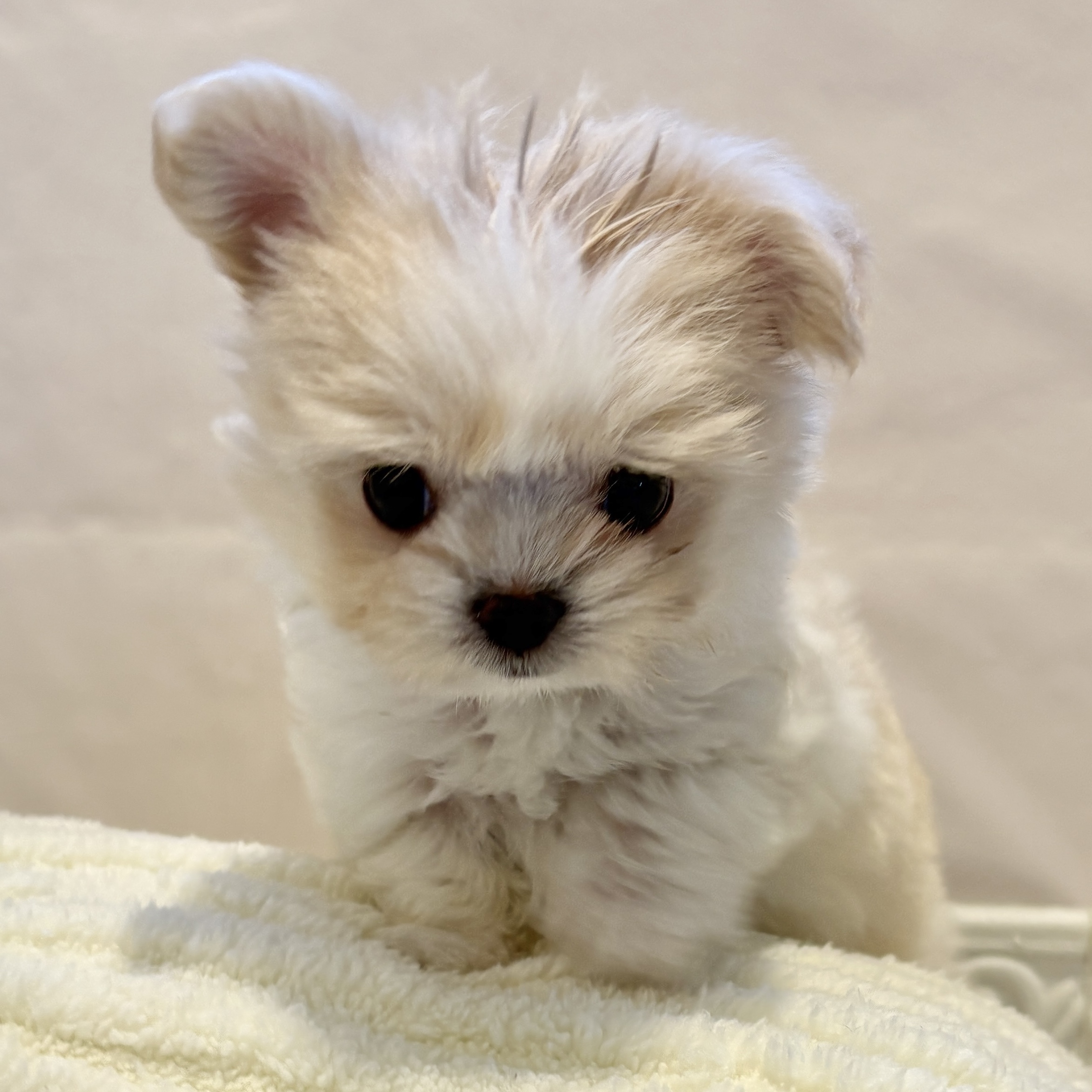 ハーフ犬男の子の写真