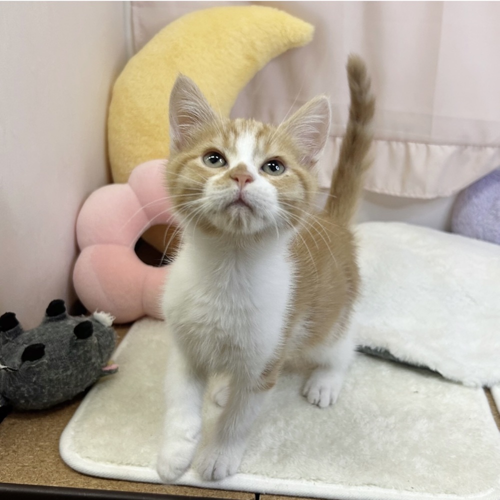 静岡県のマンチカン (犬の家＆猫の里マークイズ静岡店/2026年6月23日生まれ/男の子/レッドタビーホワイト)の子猫の2枚目の画像