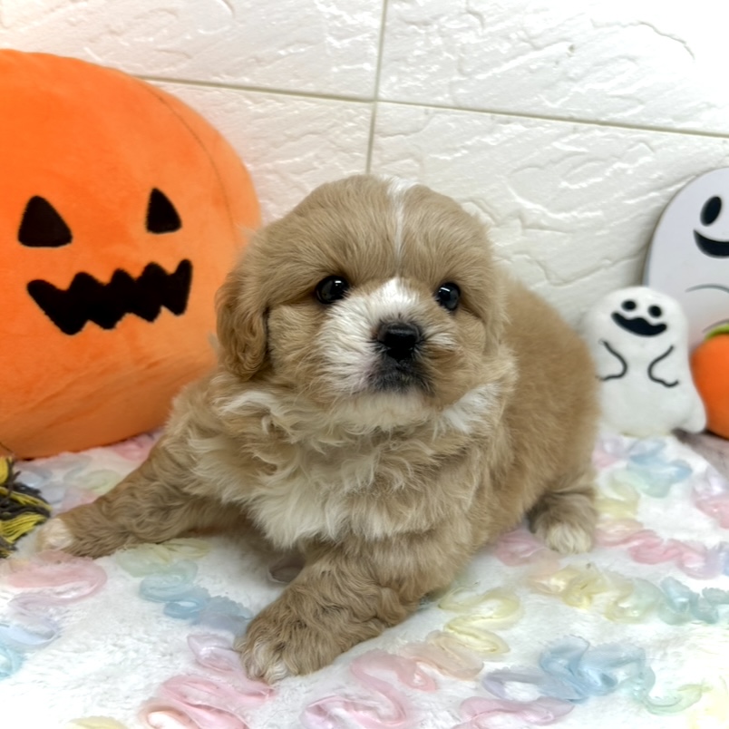 兵庫県のペキプー(ペキニーズ×プードル) (犬の家＆猫の里ゆめタウン姫路店/2025年8月1日生まれ/男の子/クリーム)の子犬の1枚目の画像