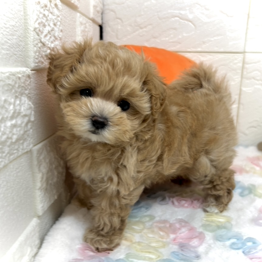 兵庫県のマルプー(マルチーズ×プードル) (犬の家＆猫の里ゆめタウン姫路店/2025年7月29日生まれ/女の子/アプリコットホワイト)の子犬の1枚目の画像