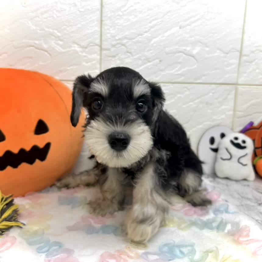 兵庫県のミニチュアシュナウザー (犬の家＆猫の里ゆめタウン姫路店/2025年7月28日生まれ/女の子/ブラックシルバー)の子犬の2枚目の画像