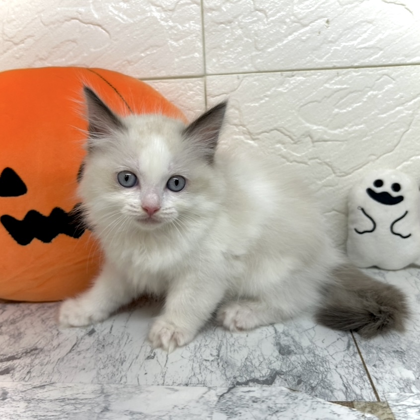 兵庫県のラグドール (犬の家＆猫の里ゆめタウン姫路店/2025年8月2日生まれ/女の子/シールポイントバイカラー)の子猫の2枚目の画像