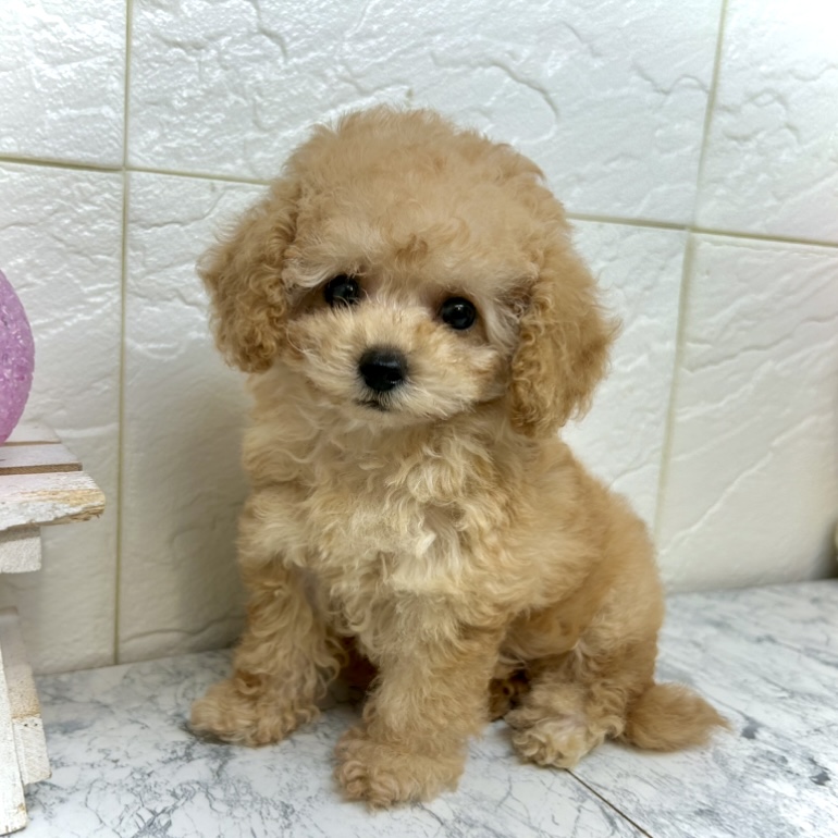 兵庫県のティーカッププードル (犬の家＆猫の里ゆめタウン姫路店/2025年5月17日生まれ/女の子/アプリコット)の子犬の1枚目の画像