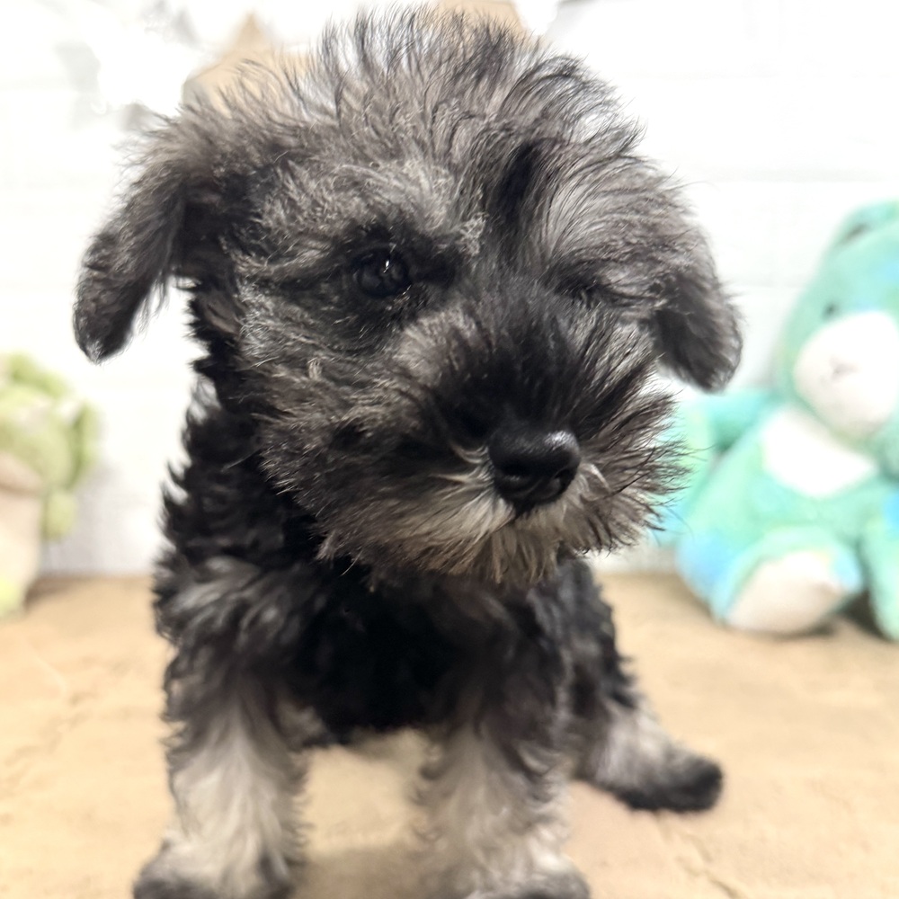 兵庫県のミニチュアシュナウザー (犬の家＆猫の里ニッケパークタウン加古川店/2025年7月7日生まれ/女の子/ソルトペッパー)の子犬の2枚目の画像