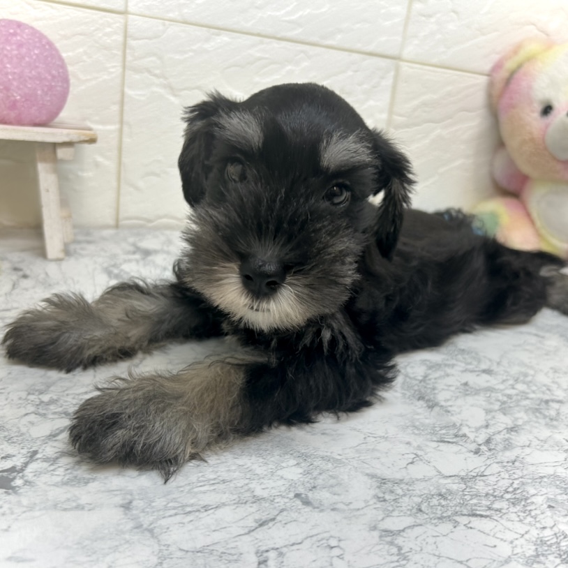 兵庫県のミニチュアシュナウザー (犬の家＆猫の里ゆめタウン姫路店/2025年5月20日生まれ/女の子/ブラックシルバー)の子犬の2枚目の画像