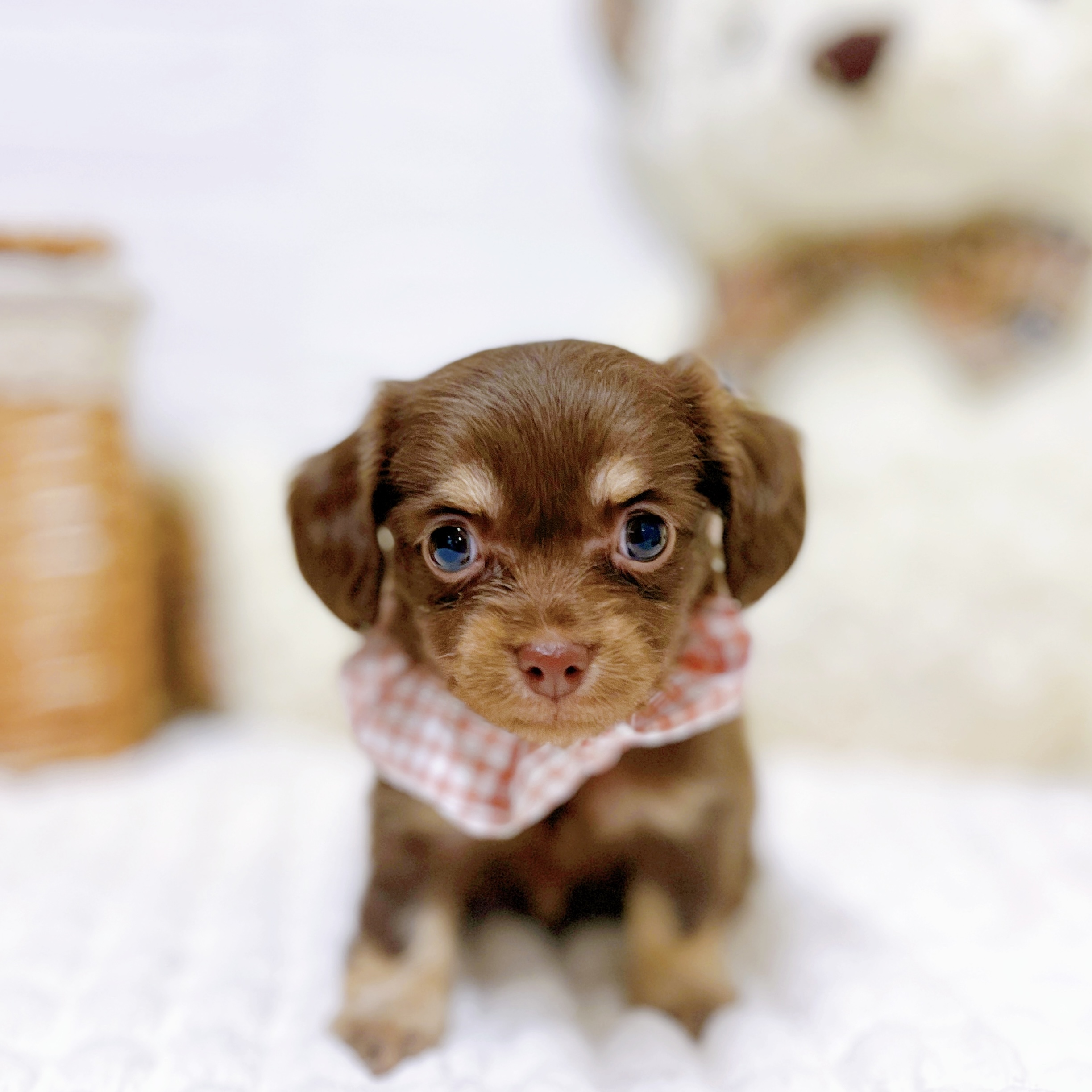 滋賀県のチワックス(チワワ×ダックス) (犬の家＆猫の里近江八幡店/2026年2月3日生まれ/女の子/チョコレートタン)の子犬の1枚目の画像