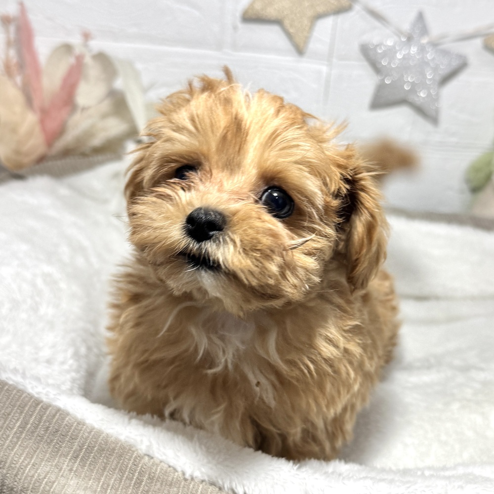 兵庫県のマルプー(マルチーズ×プードル) (犬の家＆猫の里ニッケパークタウン加古川店/2026年2月4日生まれ/女の子/アプリコットホワイト)の子犬の2枚目の画像