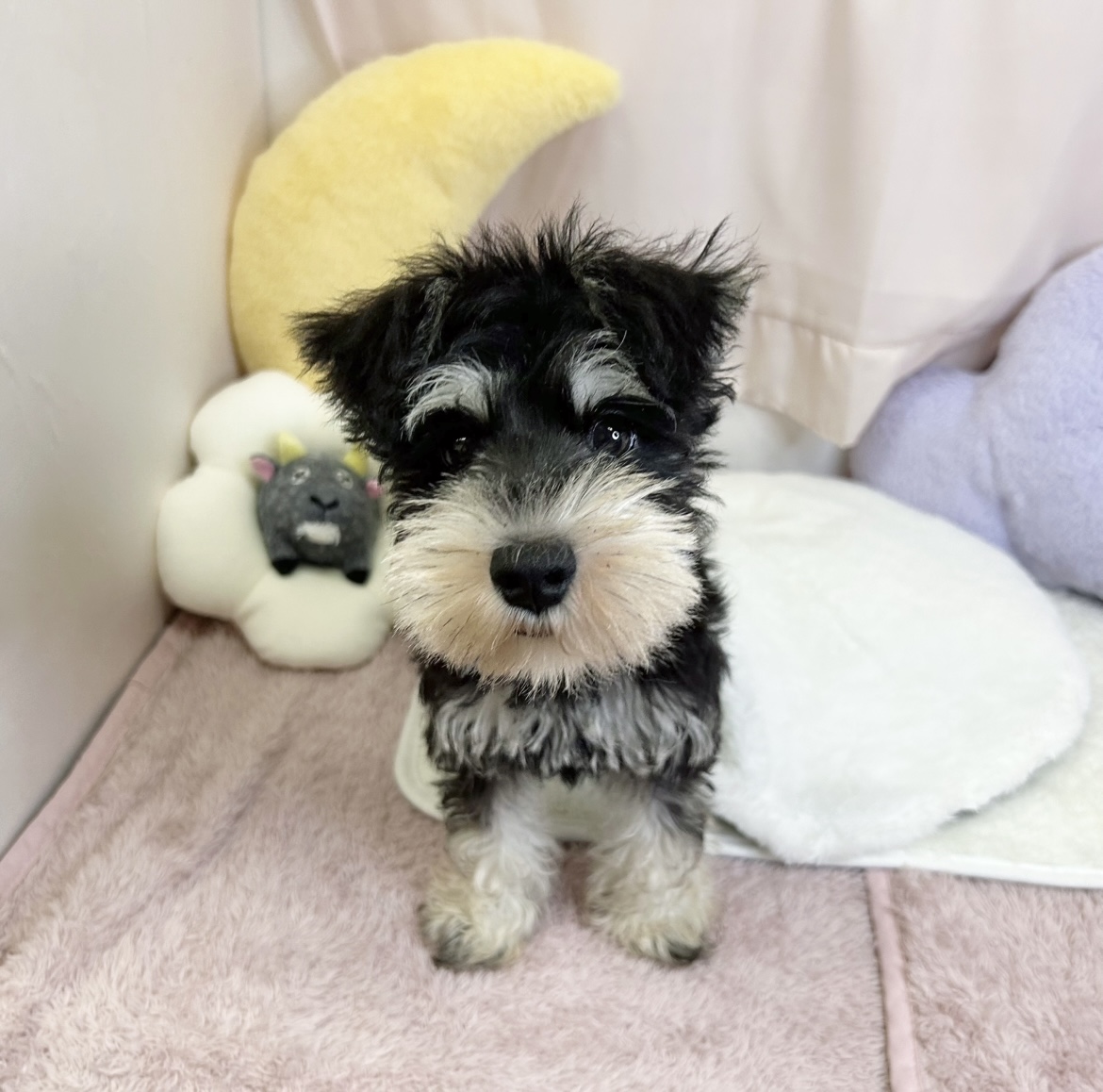 静岡県のミニチュアシュナウザー (犬の家＆猫の里マークイズ静岡店/2026年6月15日生まれ/男の子/ブラックシルバー)の子犬の1枚目の画像