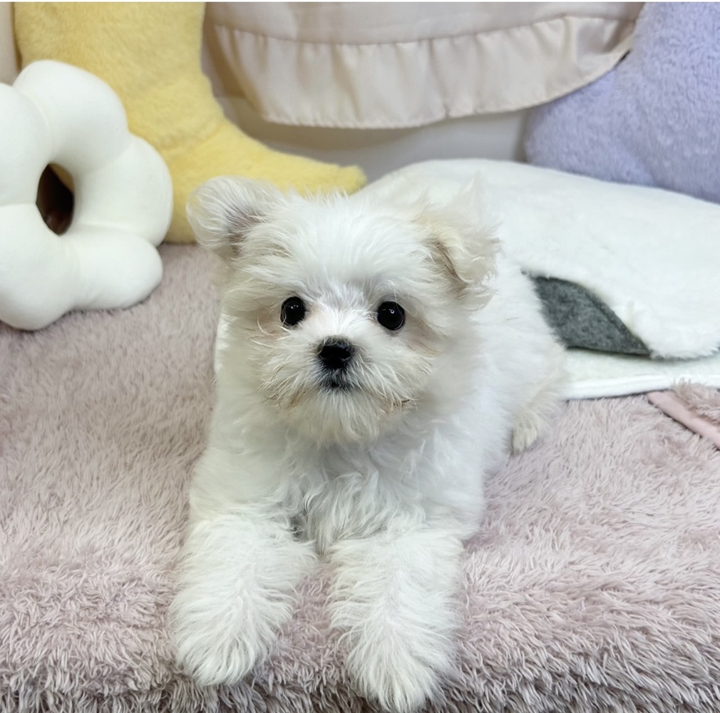 静岡県のマルチーズ (犬の家＆猫の里マークイズ静岡店/2026年6月14日生まれ/女の子/ホワイト)の子犬の1枚目の画像