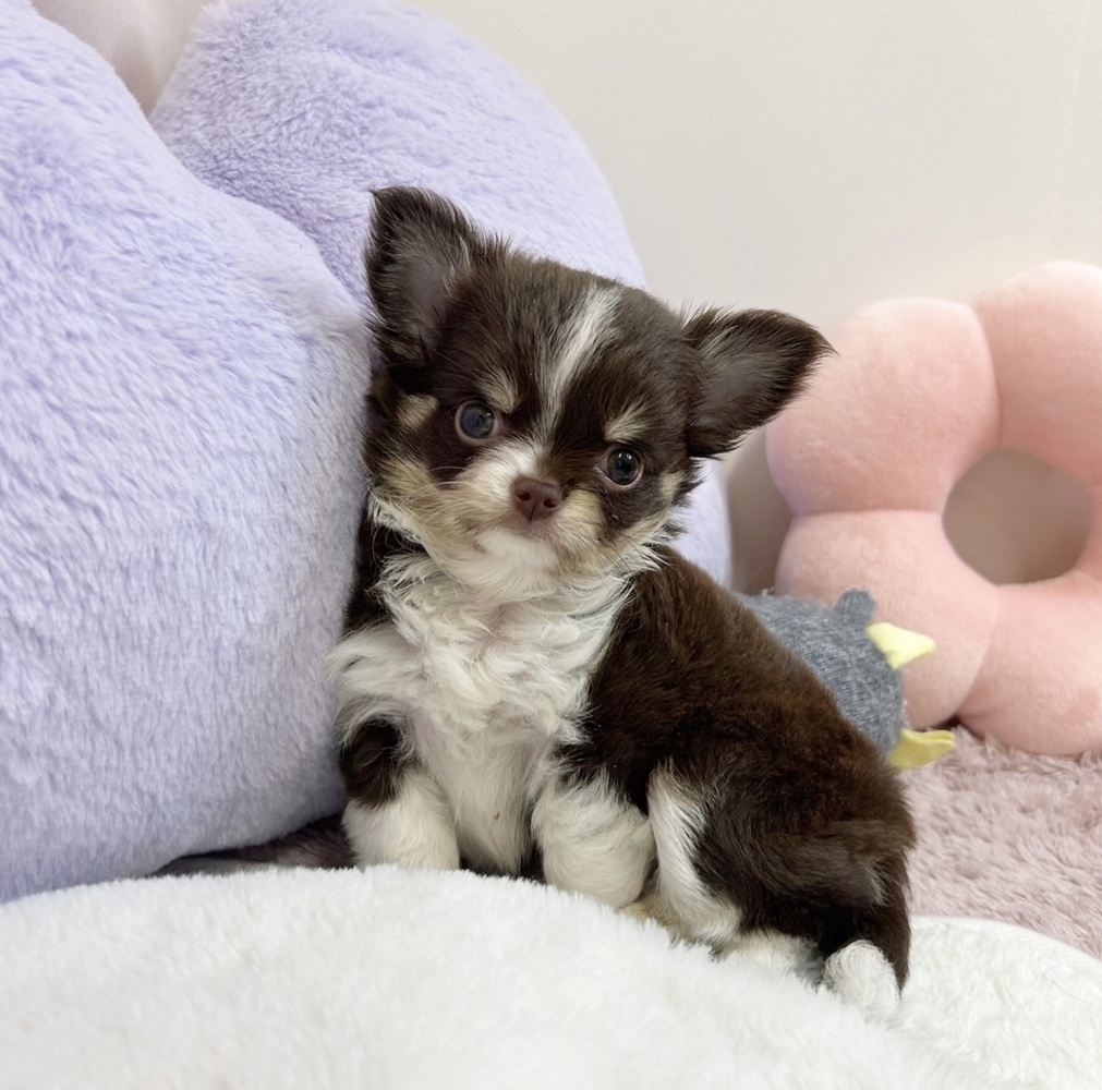 静岡県のチワワ(ロング) (犬の家＆猫の里マークイズ静岡店/2026年7月7日生まれ/女の子/チョコレートタンホワイト)の子犬の1枚目の画像