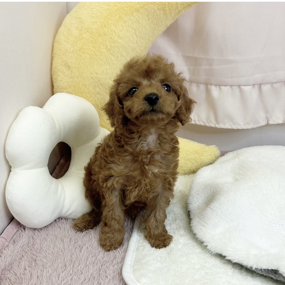 静岡県のトイプードル(トイ) (犬の家＆猫の里マークイズ静岡店/2026年7月7日生まれ/男の子/レッド)の子犬の1枚目の画像