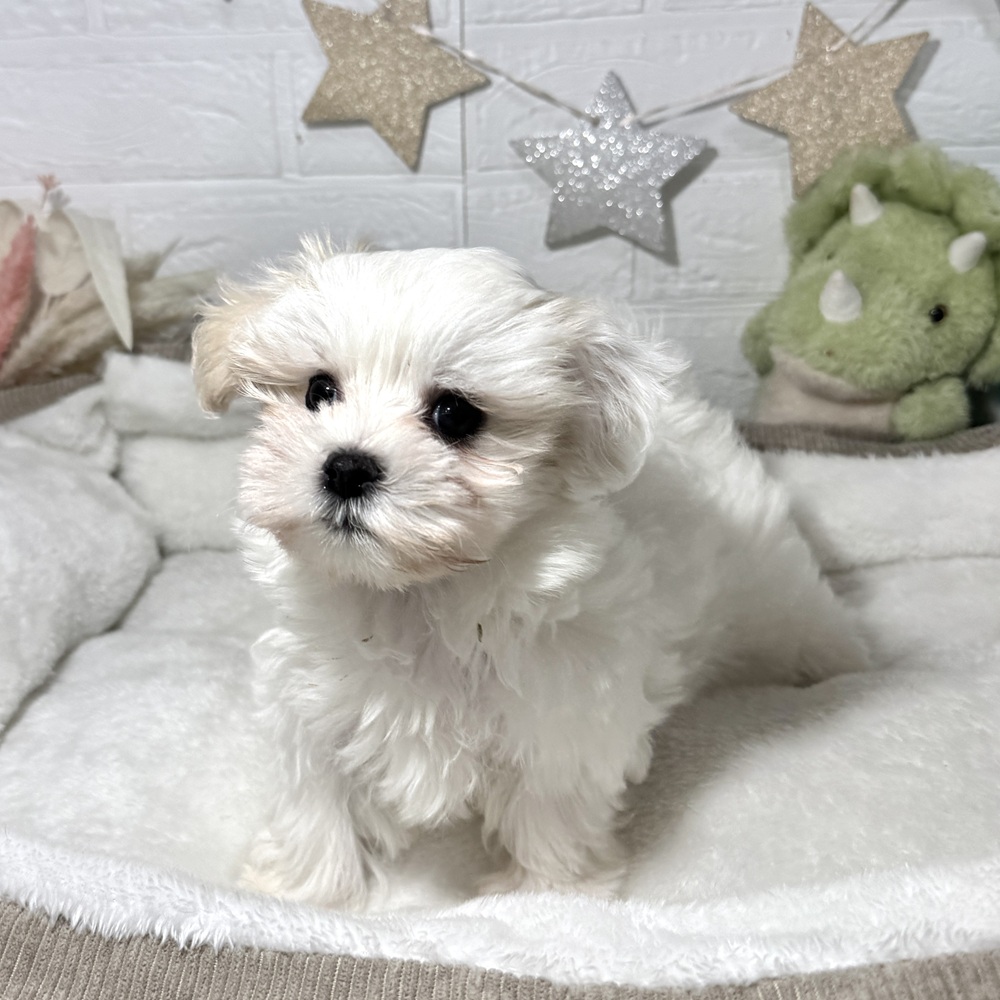 兵庫県のマルチーズ (犬の家＆猫の里ニッケパークタウン加古川店/2026年2月4日生まれ/女の子/ホワイト)の子犬の2枚目の画像