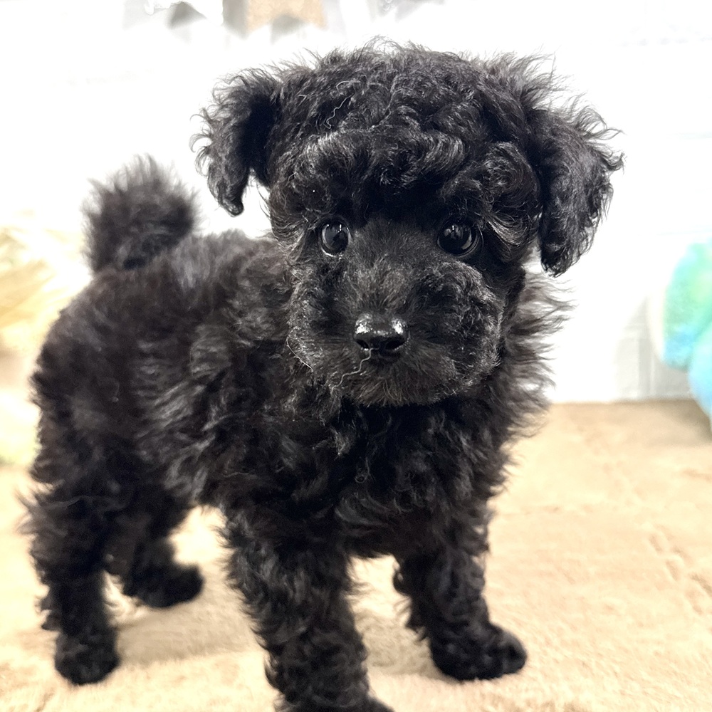 兵庫県のトイプードル(トイ) (犬の家＆猫の里ニッケパークタウン加古川店/2025年7月10日生まれ/男の子/ブラック)の子犬の1枚目の画像