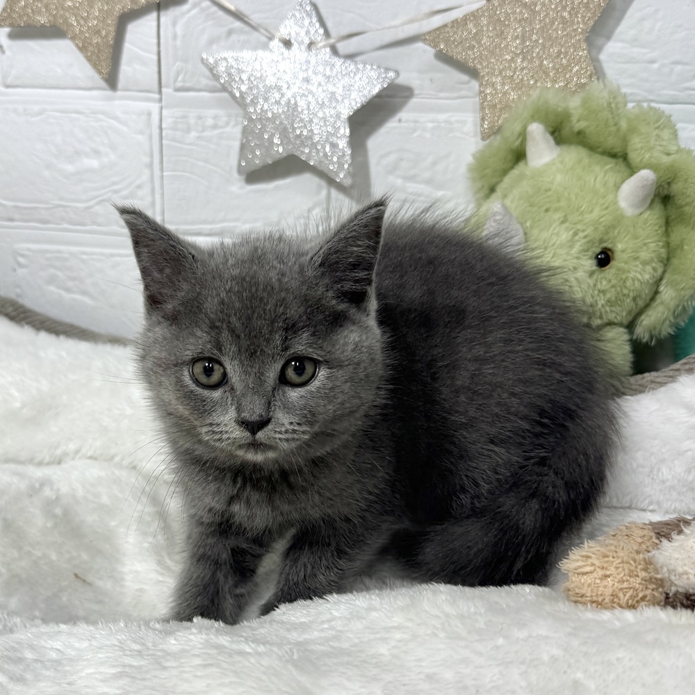 兵庫県のブリティッシュショートヘアー (犬の家＆猫の里ニッケパークタウン加古川店/2026年2月4日生まれ/女の子/ブルー)の子猫の2枚目の画像