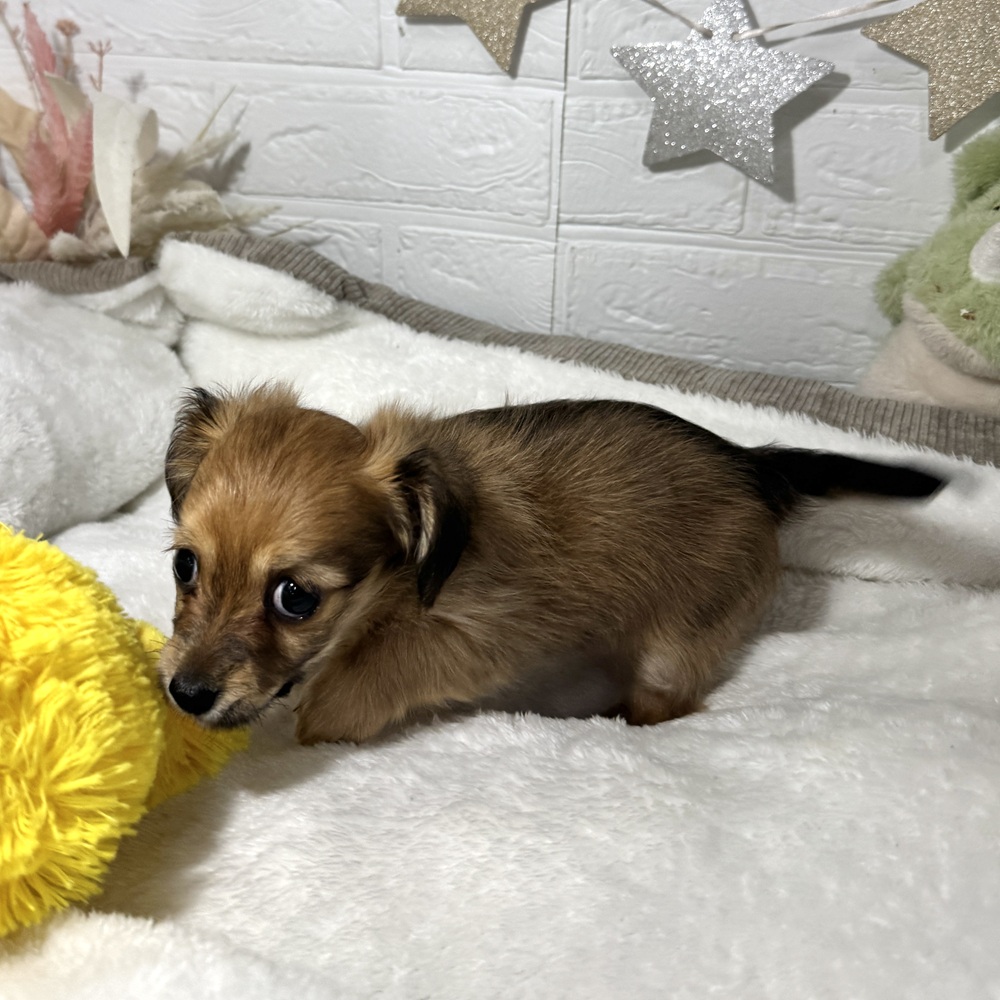 兵庫県のチワックス(チワワ×ダックス) (犬の家＆猫の里ニッケパークタウン加古川店/2026年2月3日生まれ/女の子/シェーデットレッド)の子犬の2枚目の画像