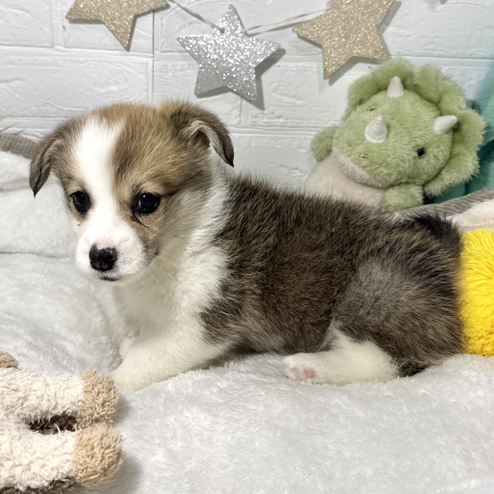 兵庫県のウェルシュコーギーペンブローク (犬の家＆猫の里ニッケパークタウン加古川店/2026年2月5日生まれ/女の子/セーブルホワイト)の子犬の2枚目の画像