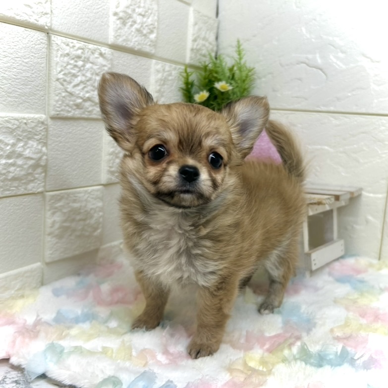 兵庫県のチワワ(ロング) (犬の家＆猫の里ゆめタウン姫路店/2025年10月1日生まれ/女の子/レッド)の子犬の2枚目の画像