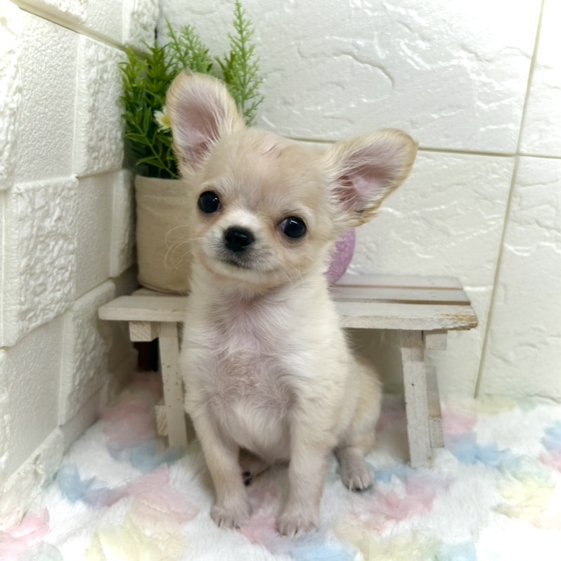 兵庫県のチワワ(ロング) (犬の家＆猫の里ゆめタウン姫路店/2025年10月1日生まれ/女の子/クリームホワイト)の子犬の2枚目の画像
