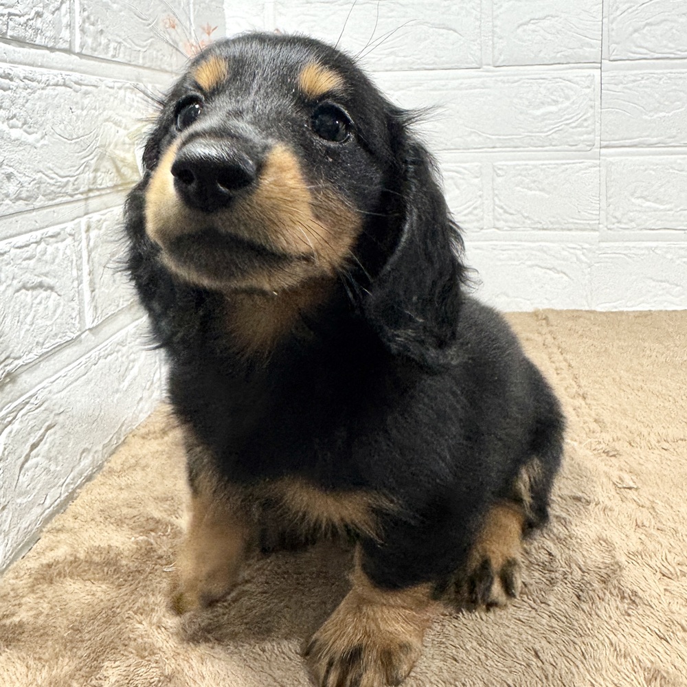 兵庫県のミニチュアダックスフンド(ロング) (犬の家＆猫の里ニッケパークタウン加古川店/2025年7月14日生まれ/女の子/ブラックタン)の子犬の1枚目の画像