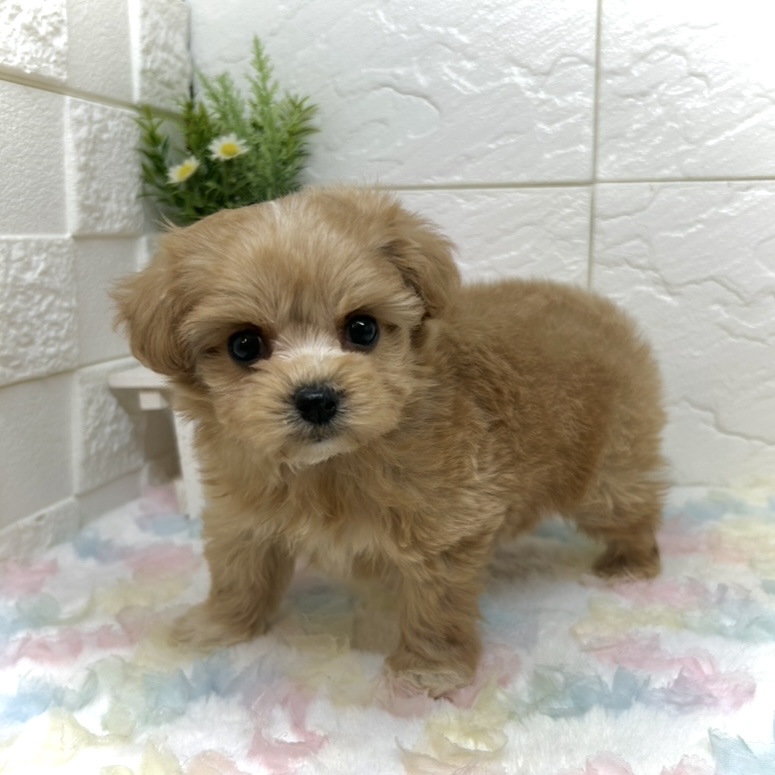 ハーフ犬女の子の写真