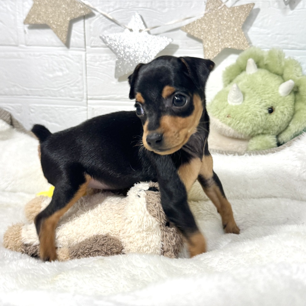 兵庫県のミニチュアピンシャー (犬の家＆猫の里ニッケパークタウン加古川店/2026年2月7日生まれ/女の子/ブラックタン)の子犬の1枚目の画像