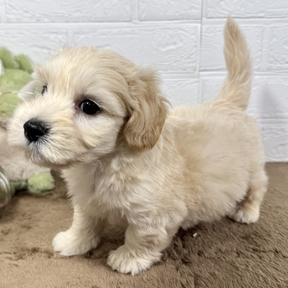 兵庫県のマルックス(マルチーズ×ダックス) (犬の家＆猫の里ニッケパークタウン加古川店/2025年7月17日生まれ/男の子/クリーム)の子犬の2枚目の画像