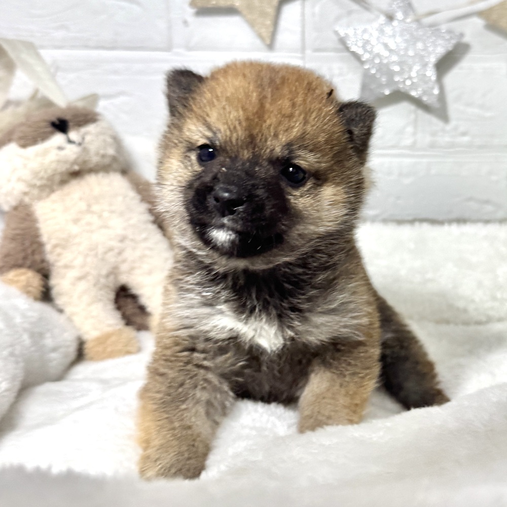兵庫県の豆柴 (犬の家＆猫の里ニッケパークタウン加古川店/2026年2月8日生まれ/女の子/赤)の子犬の1枚目の画像