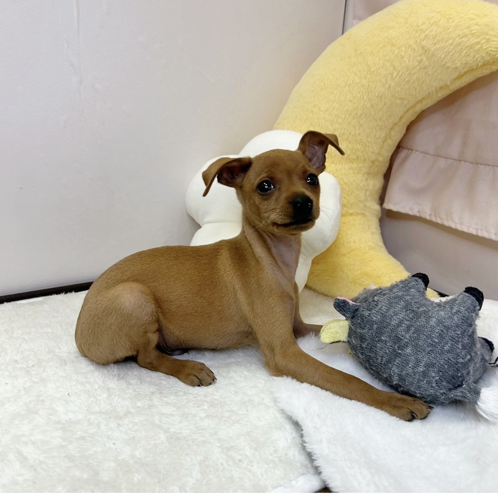 静岡県のミニチュアピンシャー (犬の家＆猫の里マークイズ静岡店/2026年7月8日生まれ/男の子/レッド)の子犬の2枚目の画像