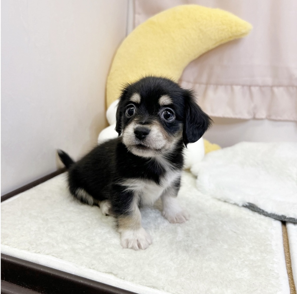 静岡県のチワックス(チワワ×ダックス) (犬の家＆猫の里マークイズ静岡店/2026年7月14日生まれ/男の子/ブラックタンホワイト)の子犬の2枚目の画像
