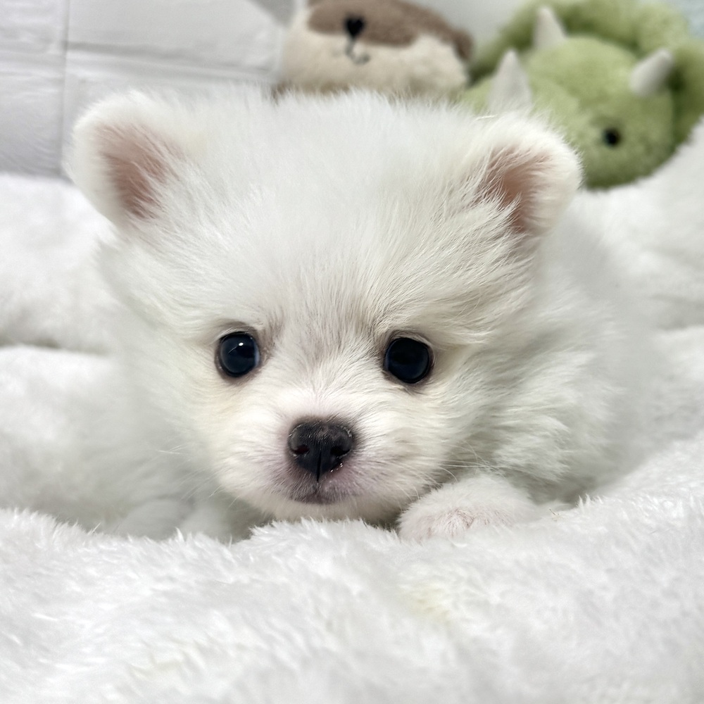 兵庫県のポメチワ/チワポメ/ポメチー(ポメラニアン×チワワ) (犬の家＆猫の里ニッケパークタウン加古川店/2026年2月10日生まれ/女の子/クリームホワイト)の子犬の2枚目の画像