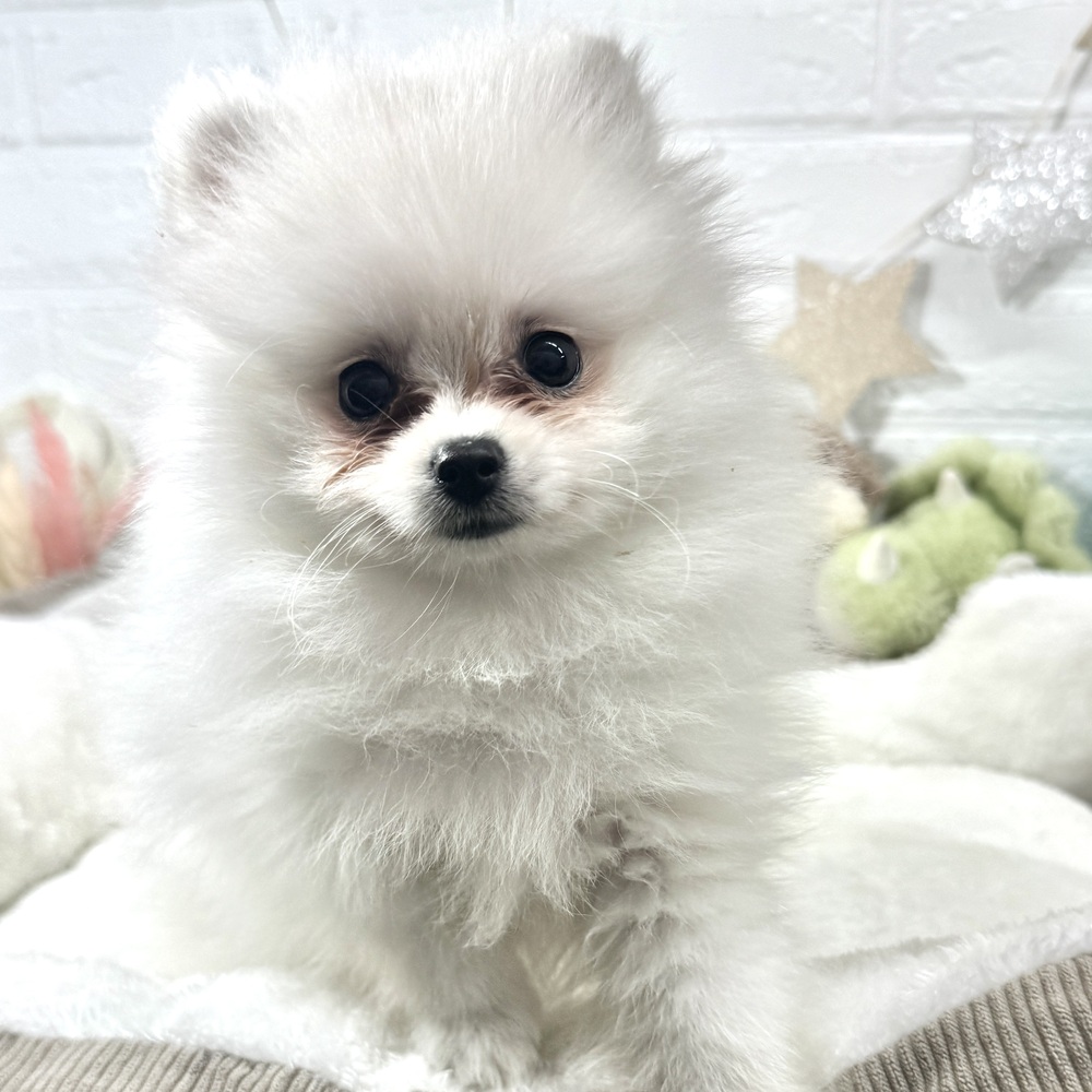 兵庫県のポメラニアン (犬の家＆猫の里ニッケパークタウン加古川店/2026年2月9日生まれ/女の子/クリーム)の子犬の1枚目の画像