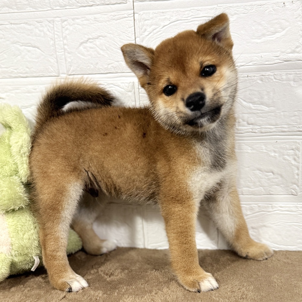兵庫県の柴犬(標準サイズ) (犬の家＆猫の里ニッケパークタウン加古川店/2025年7月24日生まれ/男の子/赤)の子犬の1枚目の画像