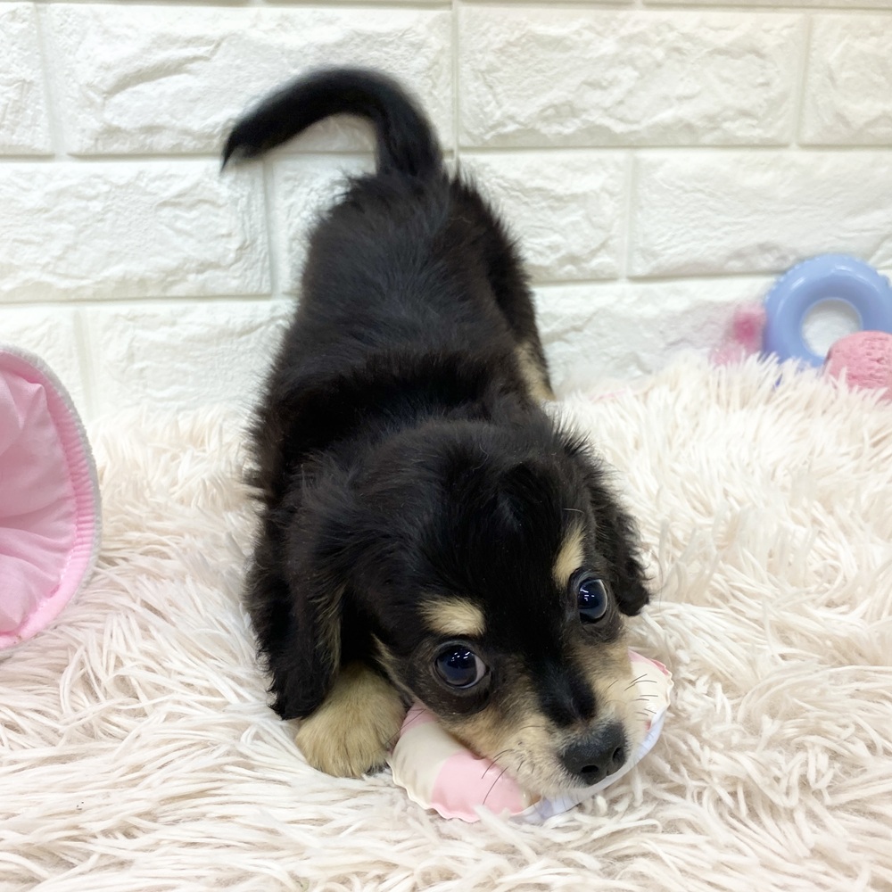 愛知県のチワックス(チワワ×ダックス) (犬の家＆猫の里MEGAドン・キホーテ東海名和店/2025年6月7日生まれ/女の子/ブラックタン)の子犬の2枚目の画像