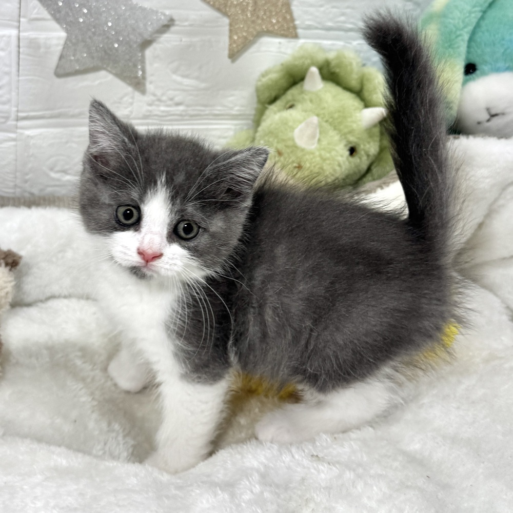 兵庫県のスコティッシュフォールド (犬の家＆猫の里ニッケパークタウン加古川店/2026年2月11日生まれ/男の子/ブルータビーホワイト)の子猫の2枚目の画像