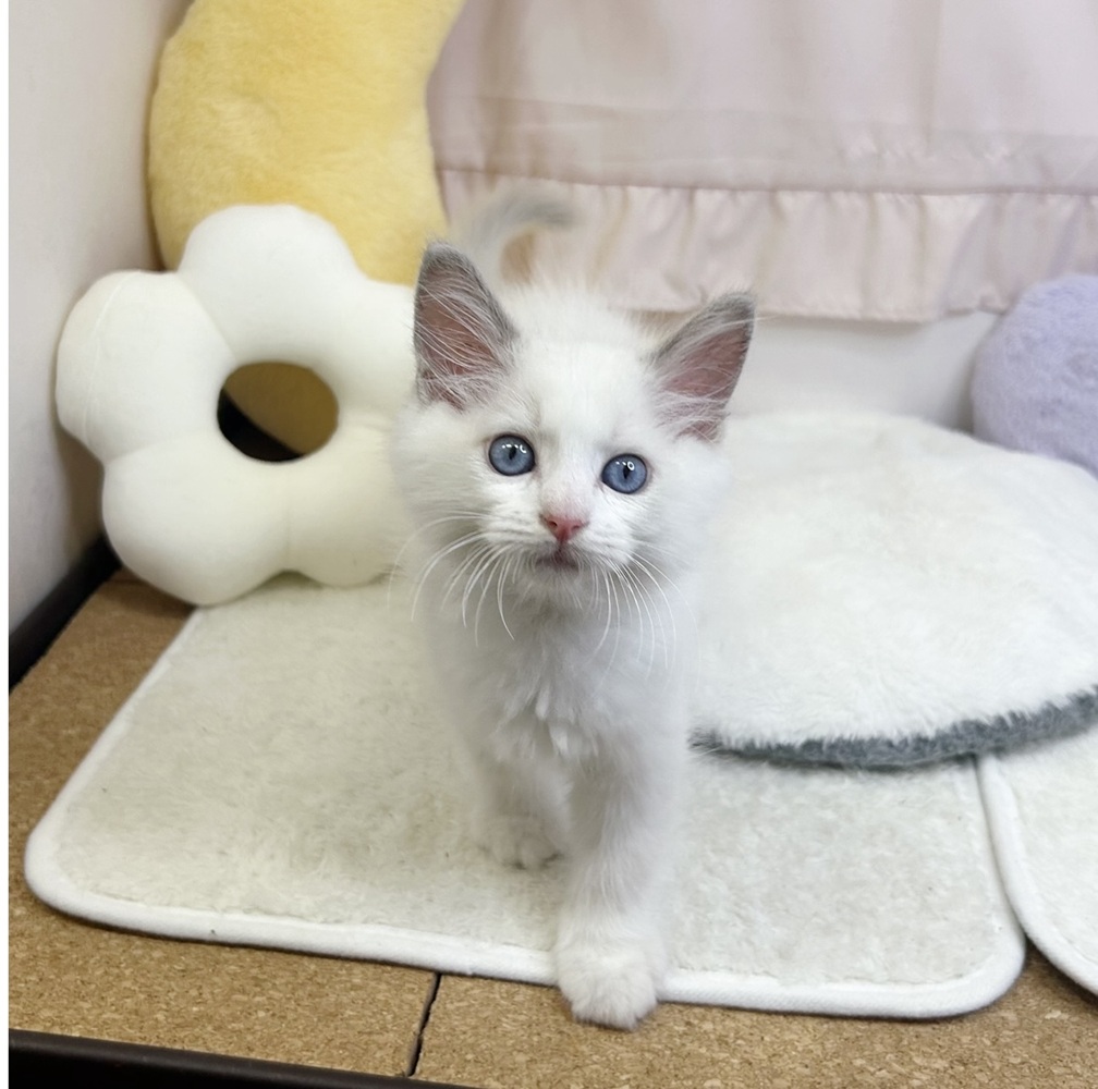 静岡県のラグドール (犬の家＆猫の里マークイズ静岡店/2026年7月25日生まれ/男の子/ブルーポイントバイカラー)の子猫の1枚目の画像