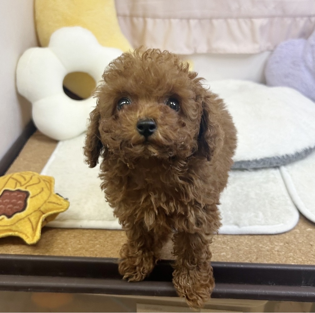 静岡県のトイプードル(トイ) (犬の家＆猫の里マークイズ静岡店/2026年7月23日生まれ/男の子/レッド)の子犬の2枚目の画像