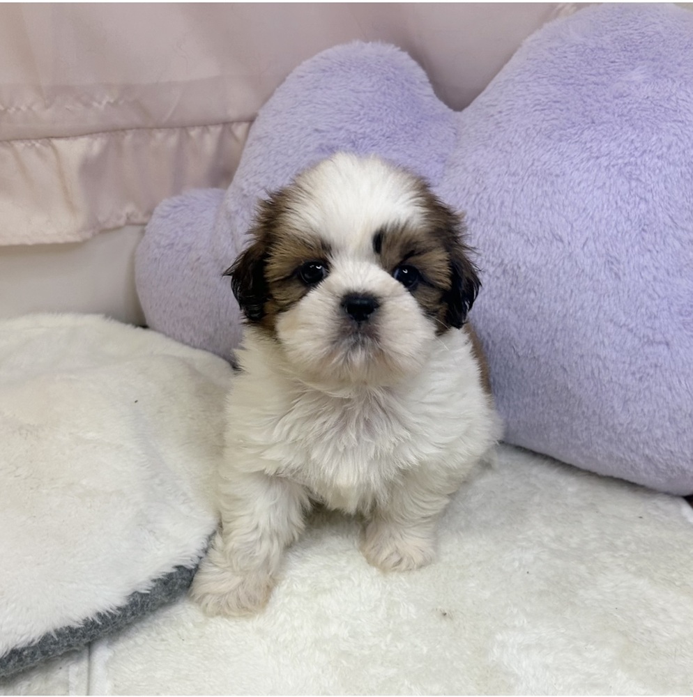 静岡県のシーズー (犬の家＆猫の里マークイズ静岡店/2026年7月28日生まれ/女の子/ホワイトゴールド)の子犬の1枚目の画像