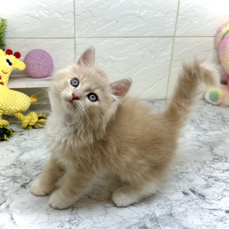 兵庫県のラガマフィン (犬の家＆猫の里ゆめタウン姫路店/2025年5月25日生まれ/男の子/クリームマッカレルタビーホワイト)の子猫の2枚目の画像