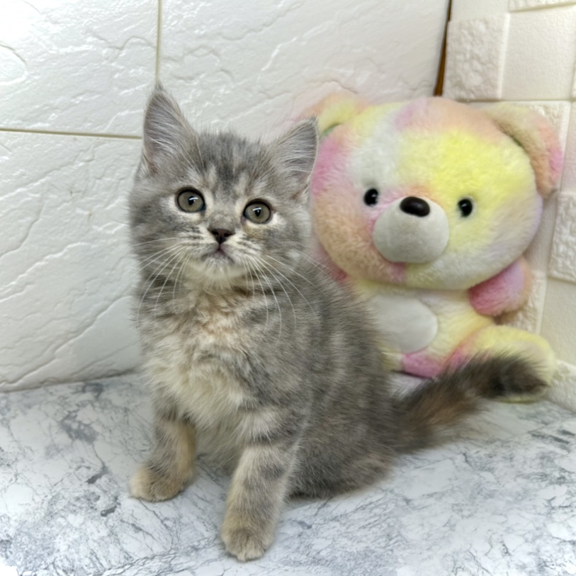 兵庫県のスコティッシュストレート (犬の家＆猫の里ゆめタウン姫路店/2025年5月24日生まれ/女の子/ブルーパッチドタビーホワイト)の子猫の2枚目の画像