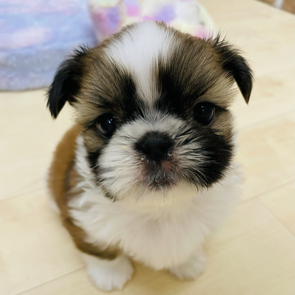 愛知県のシーズー (犬の家＆猫の里七宝店/2025年10月3日生まれ/男の子/ゴールドホワイト)の子犬の2枚目の画像