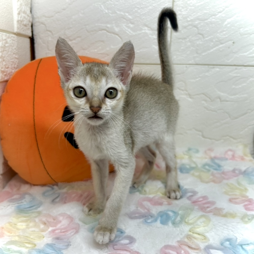 兵庫県のシンガプーラ (犬の家＆猫の里ゆめタウン姫路店/2025年8月6日生まれ/男の子/セピアアグーティ)の子猫の1枚目の画像