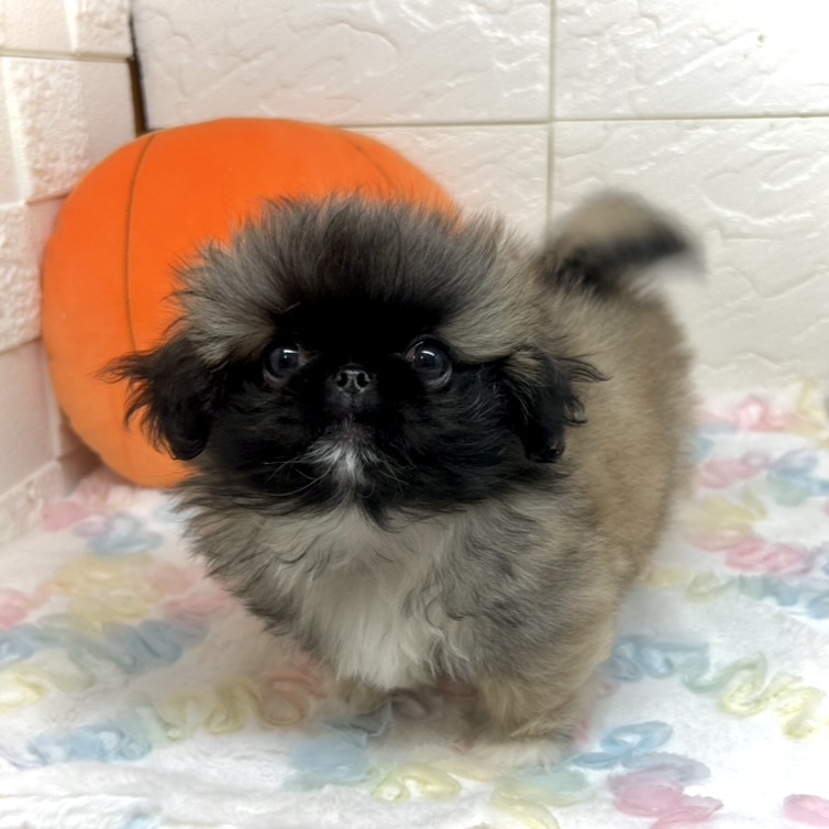 兵庫県のペキニーズ (犬の家＆猫の里ゆめタウン姫路店/2025年8月10日生まれ/女の子/フォーンホワイト)の子犬の2枚目の画像